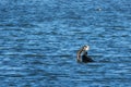 Cormorant eats a freshly caught big fish Royalty Free Stock Photo