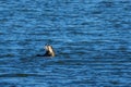 Cormorant eats a freshly caught big fish Royalty Free Stock Photo