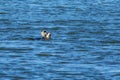 Cormorant eats a freshly caught big fish Royalty Free Stock Photo