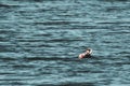 Cormorant eats a freshly caught big fish Royalty Free Stock Photo