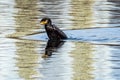 Cormorant emerging from water Royalty Free Stock Photo