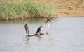Cormorants on an old tree in Marshland with greenery Royalty Free Stock Photo