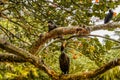 Cormorant Family Sitting in the Sea Grape Tree Royalty Free Stock Photo