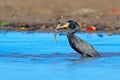 Cormorant with fish. Dark bird in nature habitat, in blue sea water. River bird in the nature habitat. Shag from Costa Rica.