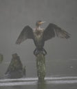 Cormorant flapping its wings in fog Royalty Free Stock Photo