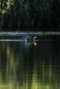 Cormorant flapping their wings before flying in a lake Royalty Free Stock Photo