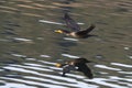 Cormorant flies above water. Royalty Free Stock Photo
