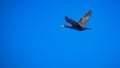 cormorant in flight Royalty Free Stock Photo