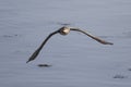 Cormorant in flight