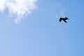 Cormorant in flight high in sky Royalty Free Stock Photo