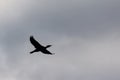 Cormorant in flight under a dark cloudy sky - Phalacrocorax carbo Royalty Free Stock Photo