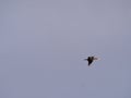 A cormorant flying in front of a blue sky