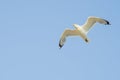 Cormorant flying in the sky