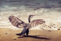 Cormorant in front of Pacific ocean.