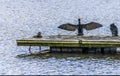 A Cormorant getting ready for flight on a jetty on Thornton Reservoir, UK