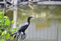 Cormorant