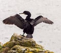 Cormorant Royalty Free Stock Photo