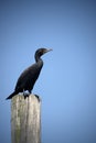 Cormorant