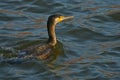 Cormorant - a swimmer and hunter, he has beautiful black plumage Royalty Free Stock Photo