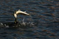 Cormorant - a swimmer and hunter, he has beautiful black plumage Royalty Free Stock Photo