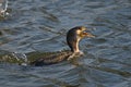 Cormorant - a swimmer and hunter, he has beautiful black plumage Royalty Free Stock Photo