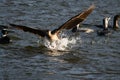 Cormorant - a swimmer and hunter, he has beautiful black plumage Royalty Free Stock Photo