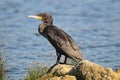 Cormorant - a swimmer and hunter, he has beautiful black plumage Royalty Free Stock Photo