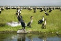 Cormorant at Lake Naivasha, Great Rift Valley, Kenya, Africa