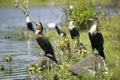 Cormorant at Lake Naivasha, Great Rift Valley, Kenya, Africa Royalty Free Stock Photo