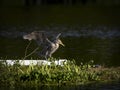 Cormorant Landing in a Florida Wetland Pond