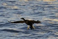 Cormorant landing on sea surface during golden hour flight Royalty Free Stock Photo