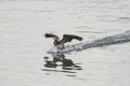 Cormorant landing on water Royalty Free Stock Photo