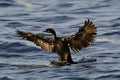 Cormorant landing on water with wings fully spread Royalty Free Stock Photo