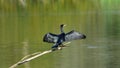 Cormorant large black waterbird on branch over water with wings out.