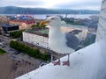 Cormorant on the cornice of the window of a high-rise building