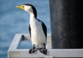 Cormorant, Little Pied water bird standing alone near a river in Australia.