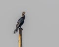 A Cormorant looking alert