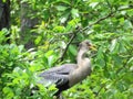 A Cormorant looks for a meal in the water Royalty Free Stock Photo