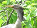 A Cormorant looks for a meal in the water Royalty Free Stock Photo