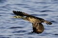 Cormorant in mid-flight gliding low over sea with wings curved Royalty Free Stock Photo