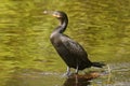 Cormorant