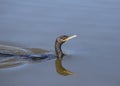 Neotropic Cormorant olivaceous phalacrocorax Royalty Free Stock Photo