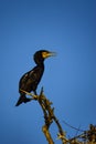 Cormorant nests in Danube Delta at sunset