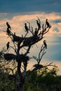 Cormorant nests in Danube Delta at sunset