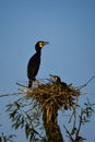 Cormorant nests in Danube Delta at sunset