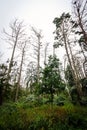 Cormorant nests on dead pine trees