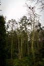 Cormorant nests on dead pine trees