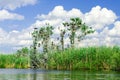 Cormorant nests in trees in Danube Delta