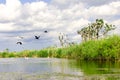 Cormorant nests in trees in Danube Delta