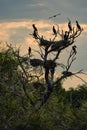 Cormorant nests in Danube Delta at sunset